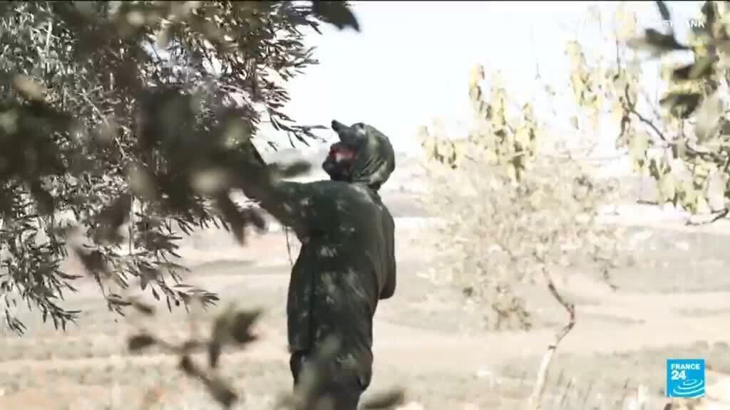 وتقول الأمم المتحدة إن هجمات المستوطنين في الضفة الغربية وصلت إلى أعلى مستوياتها منذ عام 2006