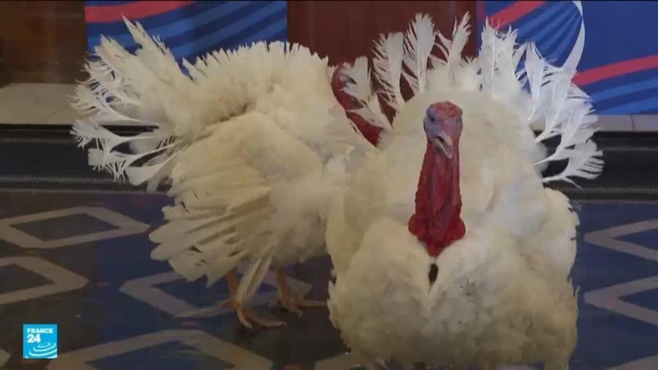 ترامب يحول تقليد العفو عن الديوك الرومية إلى هجوم سياسي على الديمقراطيين