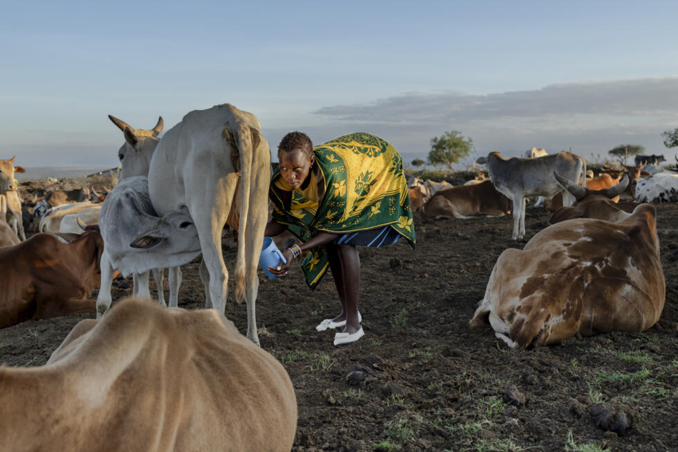 Nashulai says it doesn't want to create 'conservancy refugees' by pushing locals out