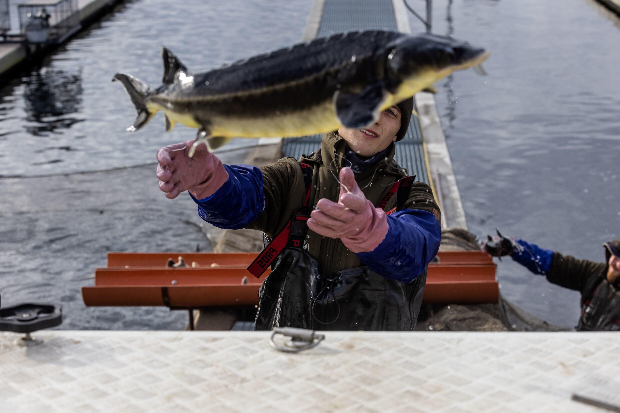 Pracownik oddziela samice jesiotra od samców na farmie rybnej w Patrykach, 4 listopada 2022 r.