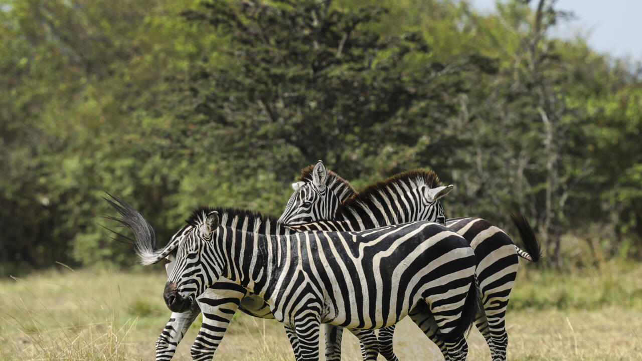 Kenya conservation areas evolve to keep Maasai and wildlife together