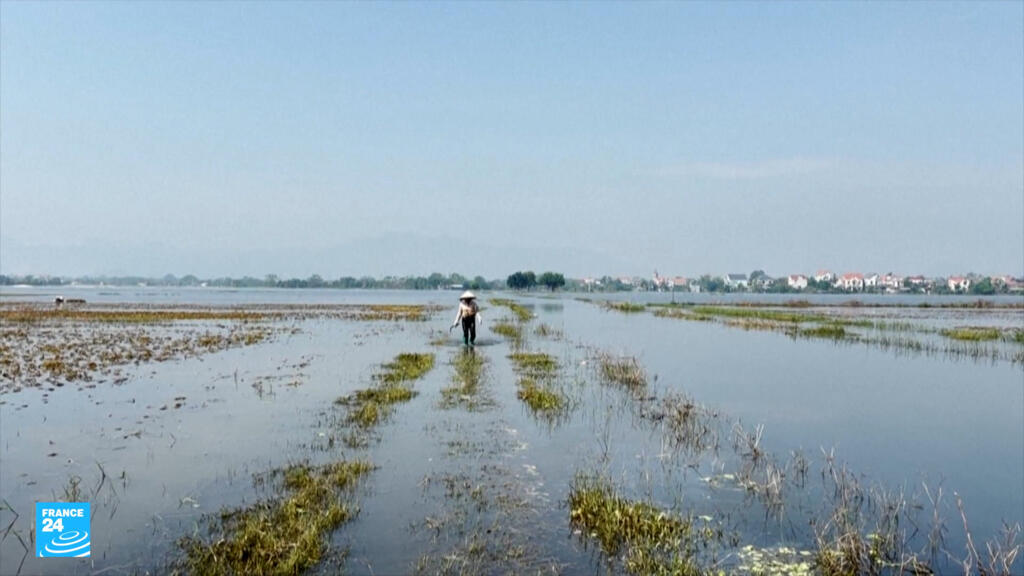 فيتنام: دلتا ميكونغ.. القلب النابض لزراعة الأرز في قبضة التغير المناخي