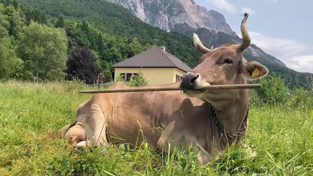 فيرونيكا، بقرةٌ موهوبة تستعمل أداة لحكّ جسمها.. هل لذكاء الحيوانات حدود؟