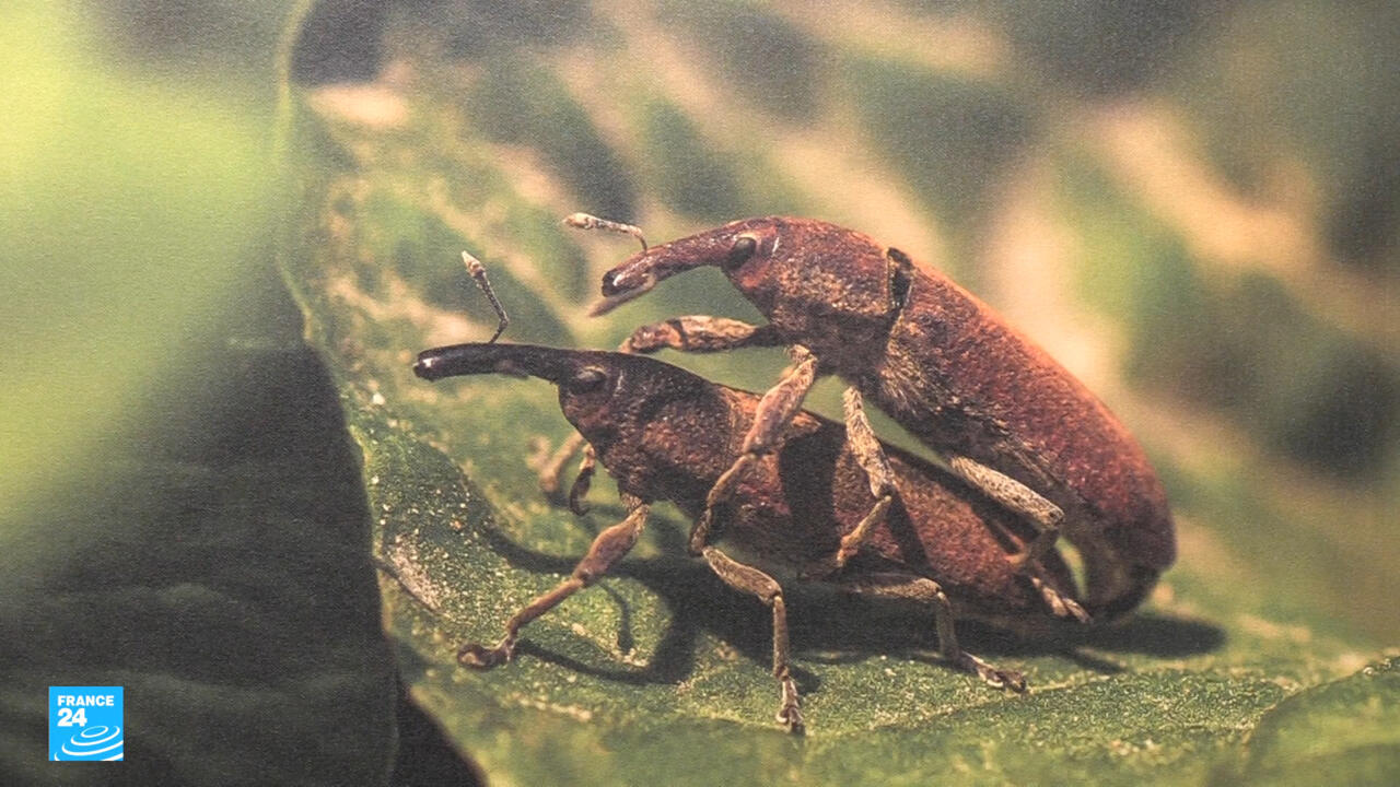 ليبيا: "ماكرو الحشرات".. معرض يكشف الجمال الخفي ودور الحشرات في حماية البيئة