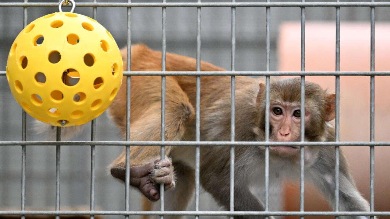france24.com - US medical agency will scale back testing on monkeys